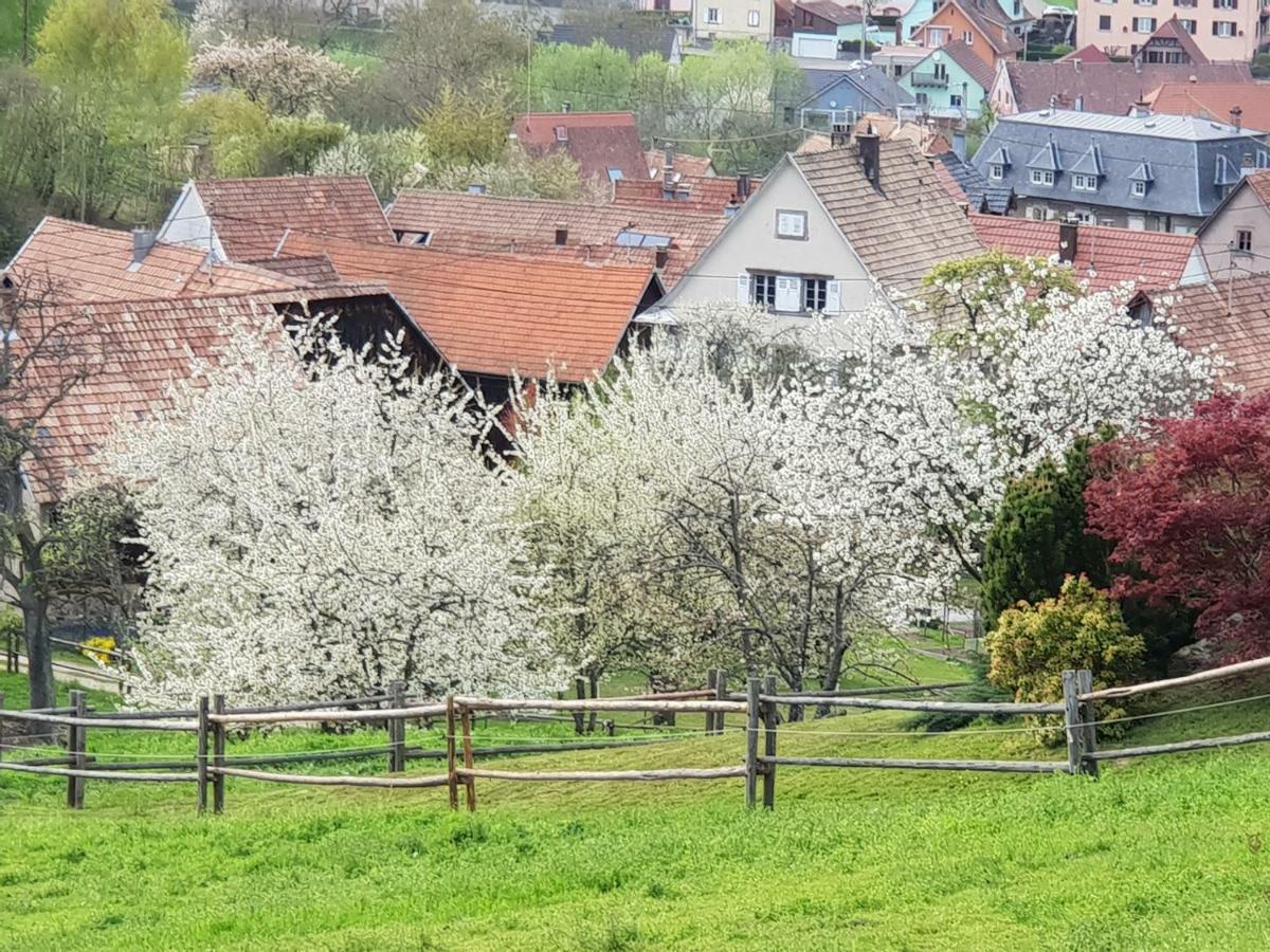 Petit Week End Dans La Vallee Breitenbach-Haut-Rhin Екстер'єр фото